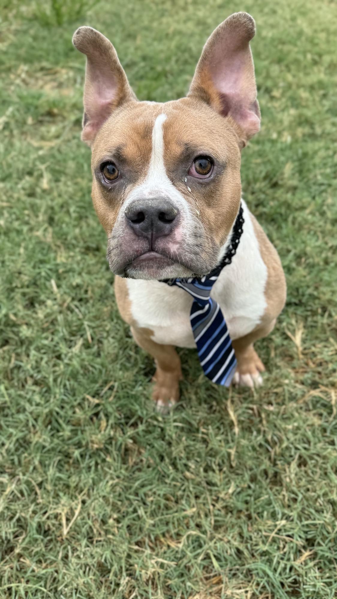 Munch, a Adopted mixed breed in Arlee, MT image 4/6