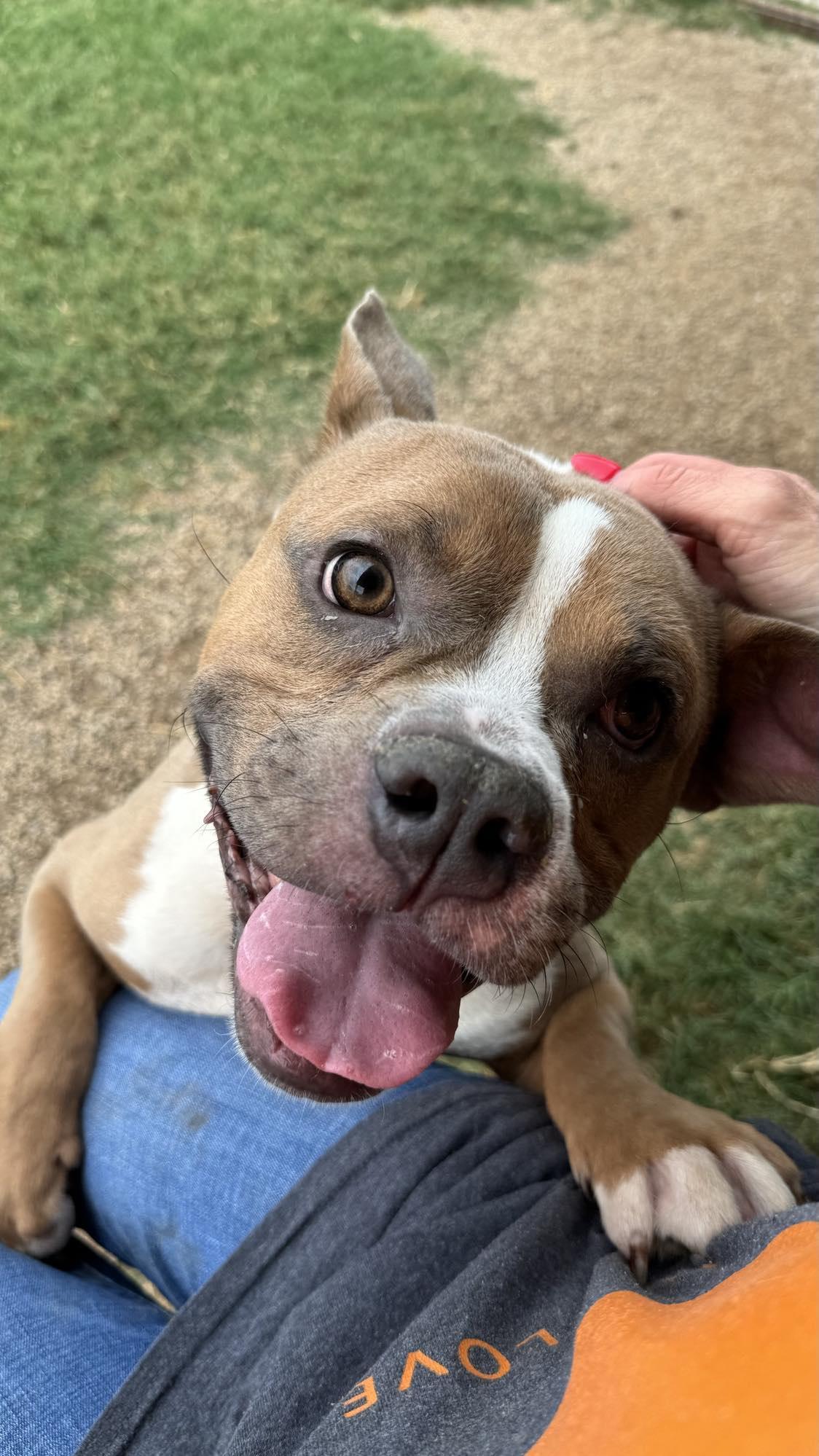 Munch, a Adopted mixed breed in Arlee, MT image 5/6