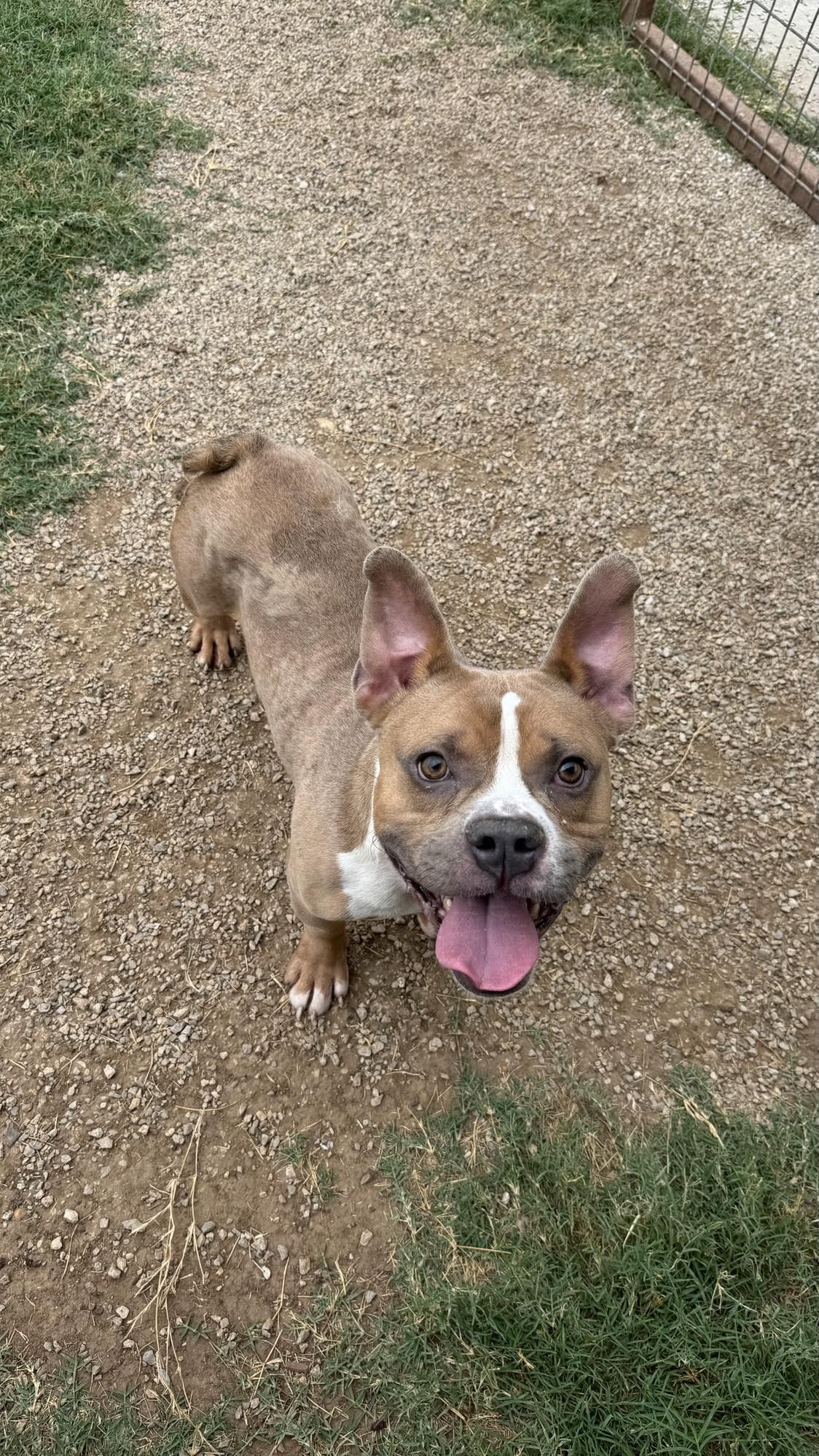 Munch, a Adopted mixed breed in Arlee, MT image 6/6