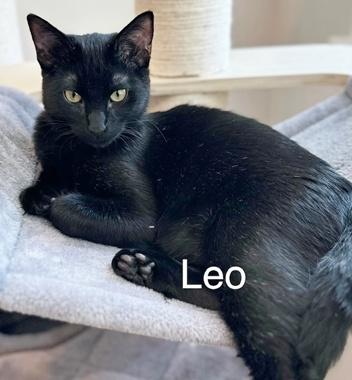 Enlarge LeoH & YogiBearH, an adopted Domestic Short Hair in Fair Oaks, CA image 2/3