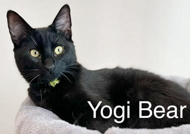 Enlarge LeoH & YogiBearH, an adopted Domestic Short Hair in Fair Oaks, CA image 3/3