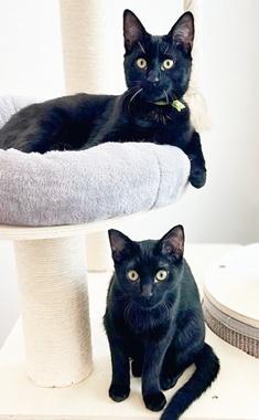 Enlarge LeoH & YogiBearH, an adopted Domestic Short Hair in Fair Oaks, CA image 1/3