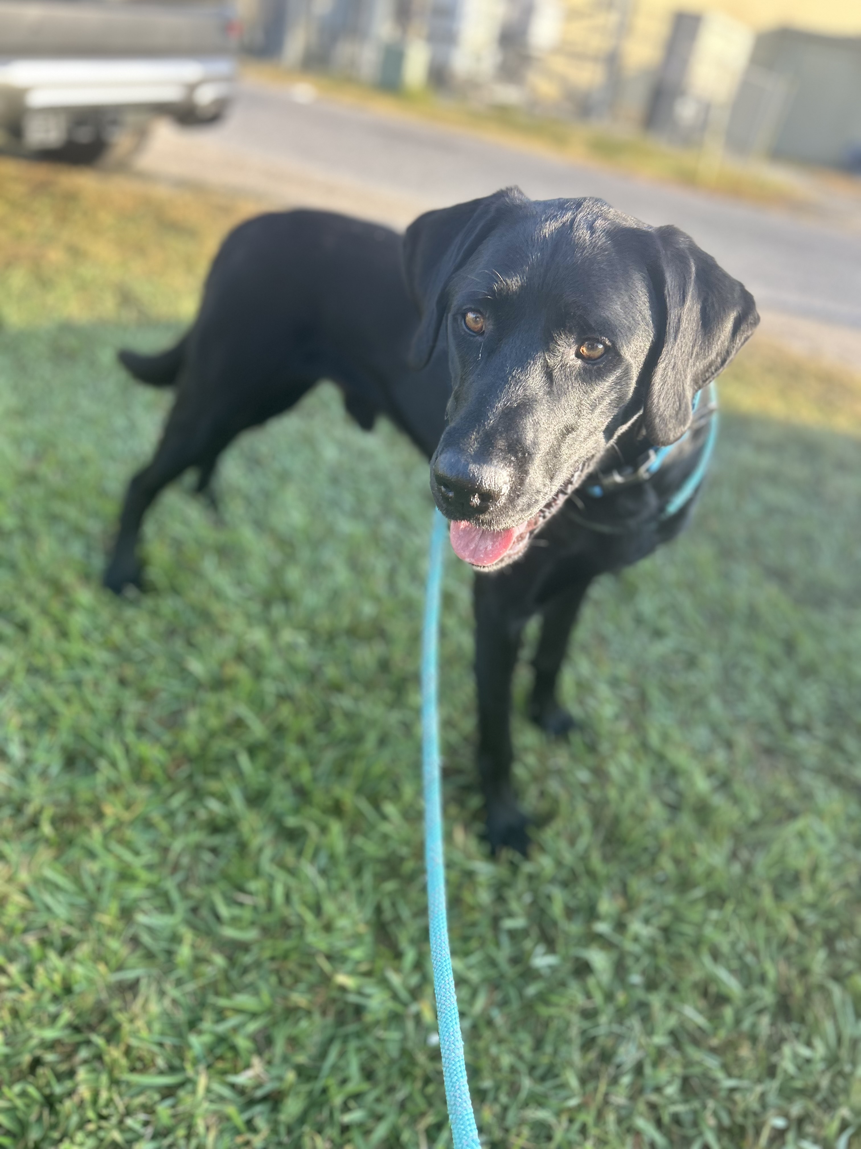 Dog for adoption Joe, a Black Labrador Retriever in Rayne, LA Petfinder