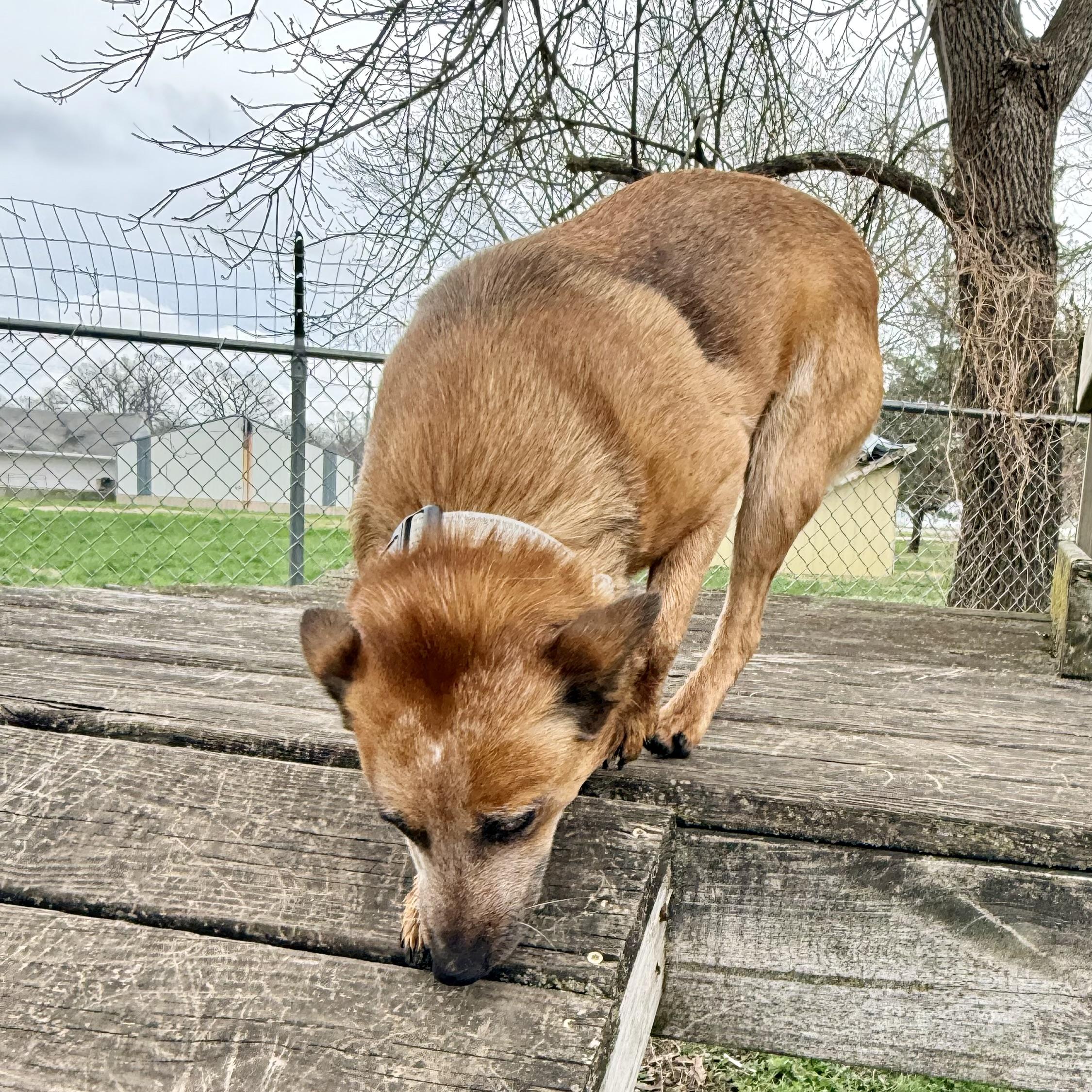 Enlarge Tilly, a ADOPTABLE mixed breed in Albany, MO image 6/6