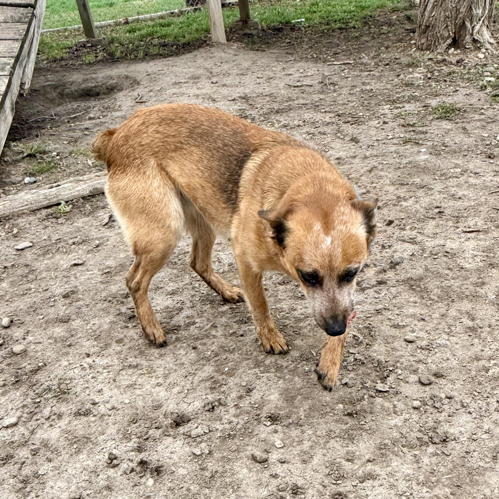 Enlarge Tilly, a ADOPTABLE mixed breed in Albany, MO image 4/6