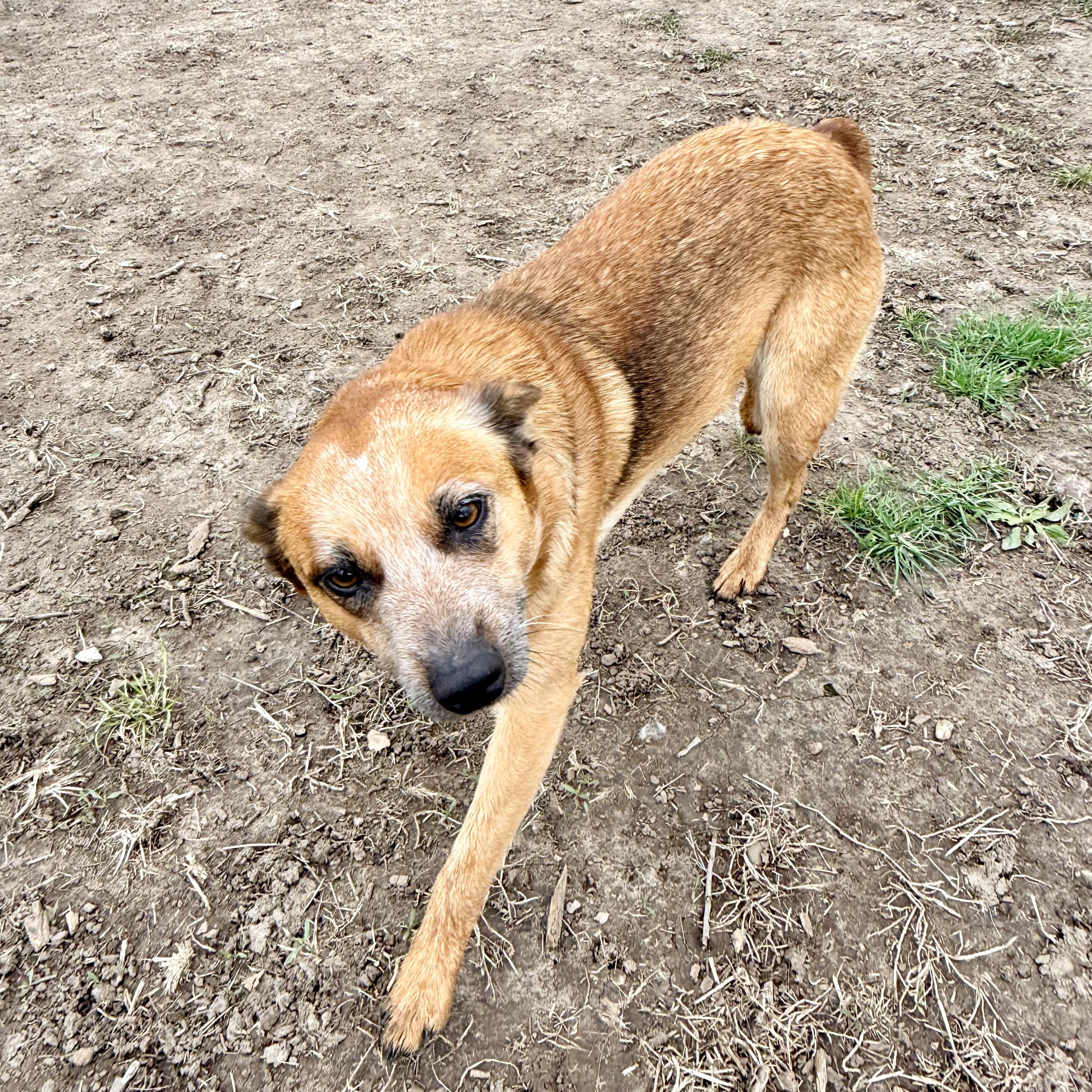 Tilly, adopted, Young Female Australian Cattle Dog / Blue Heeler.