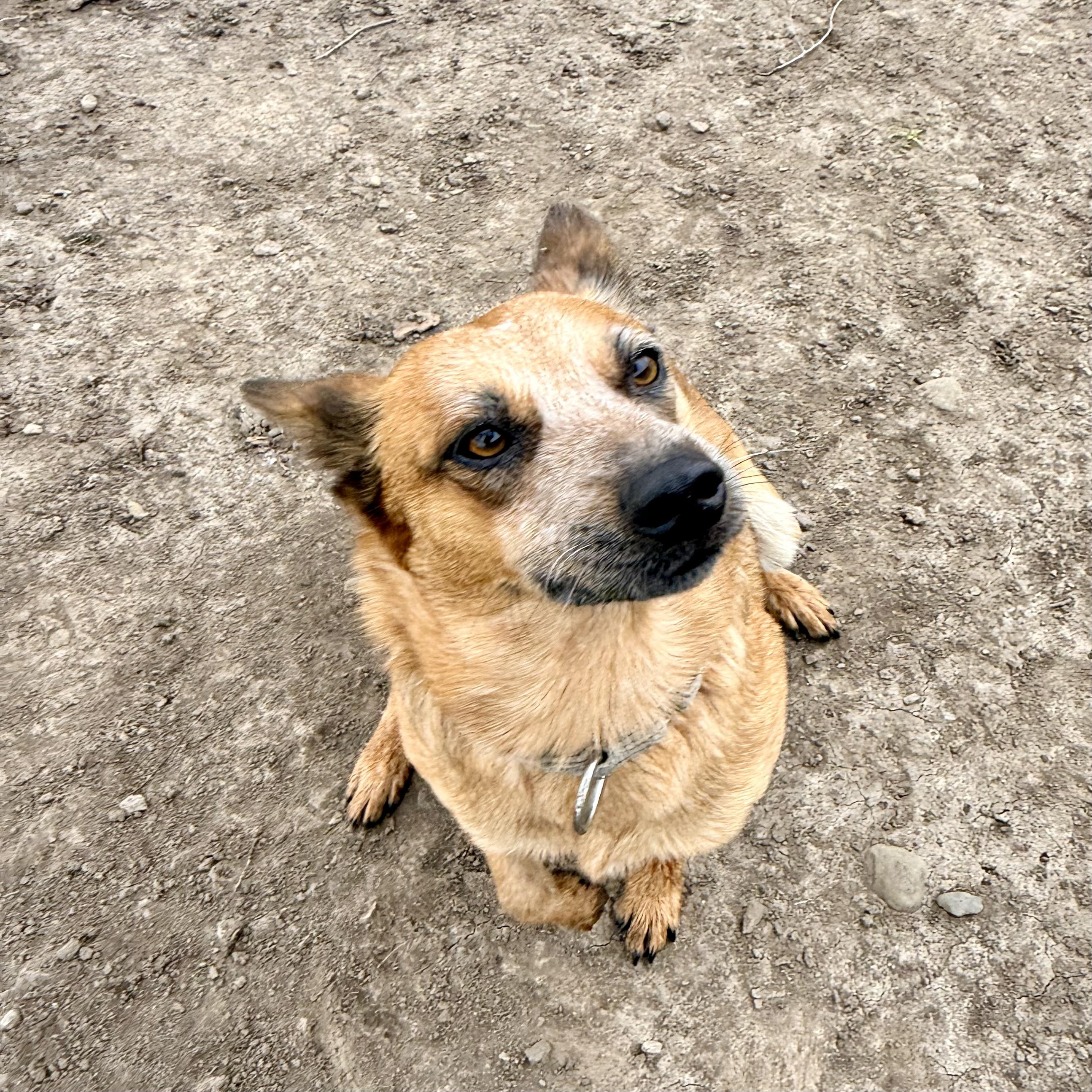 Enlarge Tilly, a ADOPTABLE mixed breed in Albany, MO image 1/6