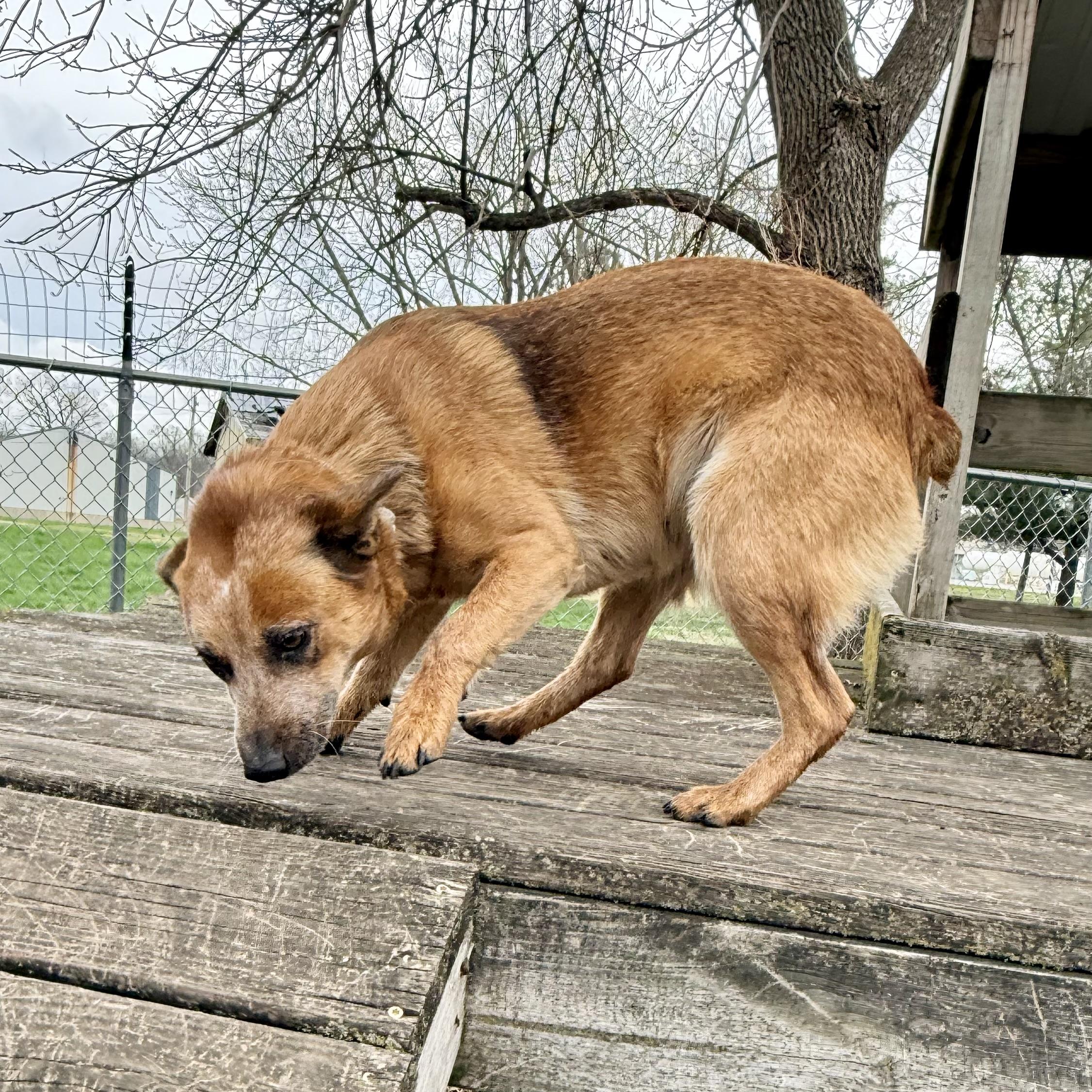 Enlarge Tilly, a ADOPTABLE mixed breed in Albany, MO image 5/6