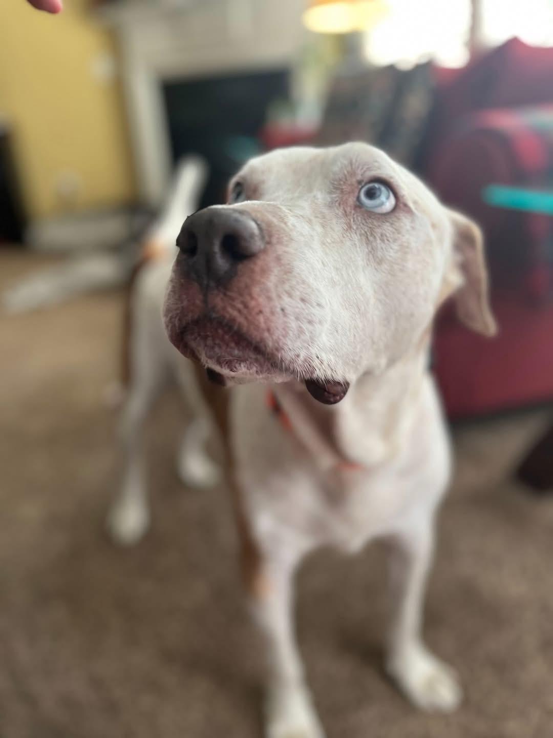 Enzo - ol' Blue Eyes!