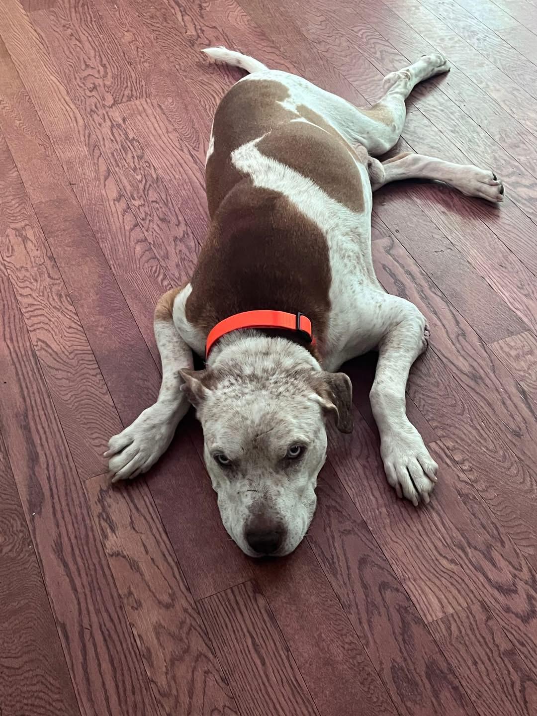 Enzo - ol' Blue Eyes!