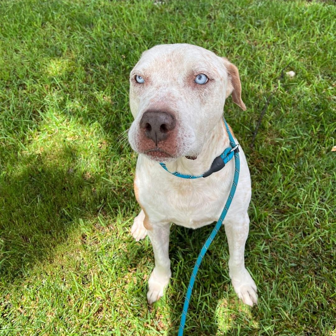 Enzo - ol' Blue Eyes!