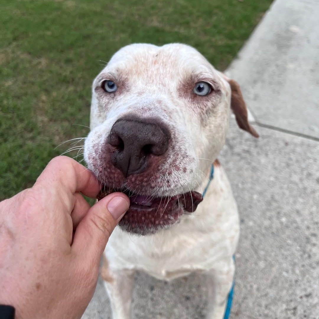 Enlarge Enzo - ol' Blue Eyes!, a Adoptable mixed breed in Buford, GA image 3/6