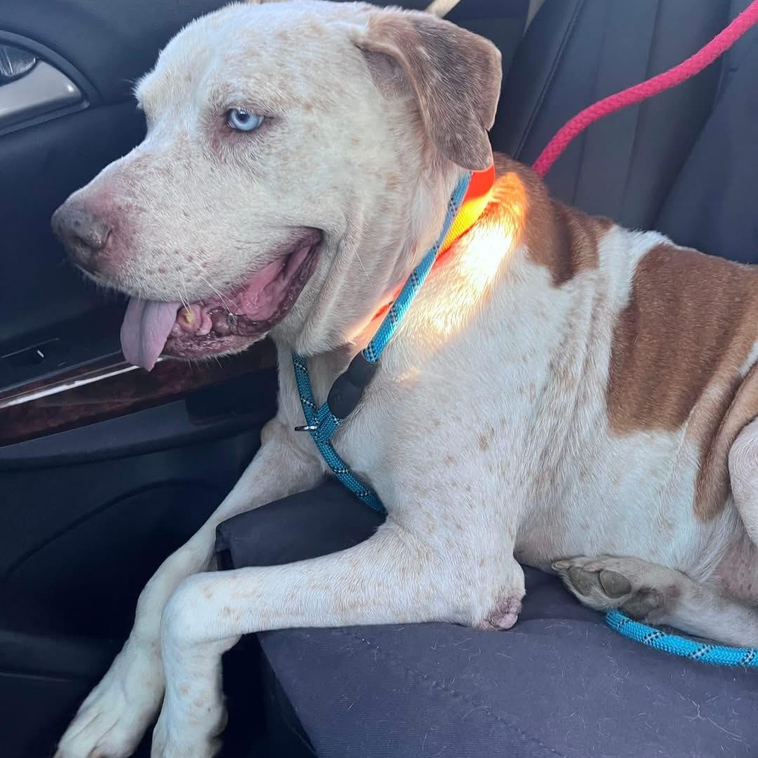 Enlarge Enzo - ol' Blue Eyes!, a Adoptable mixed breed in Buford, GA image 5/6