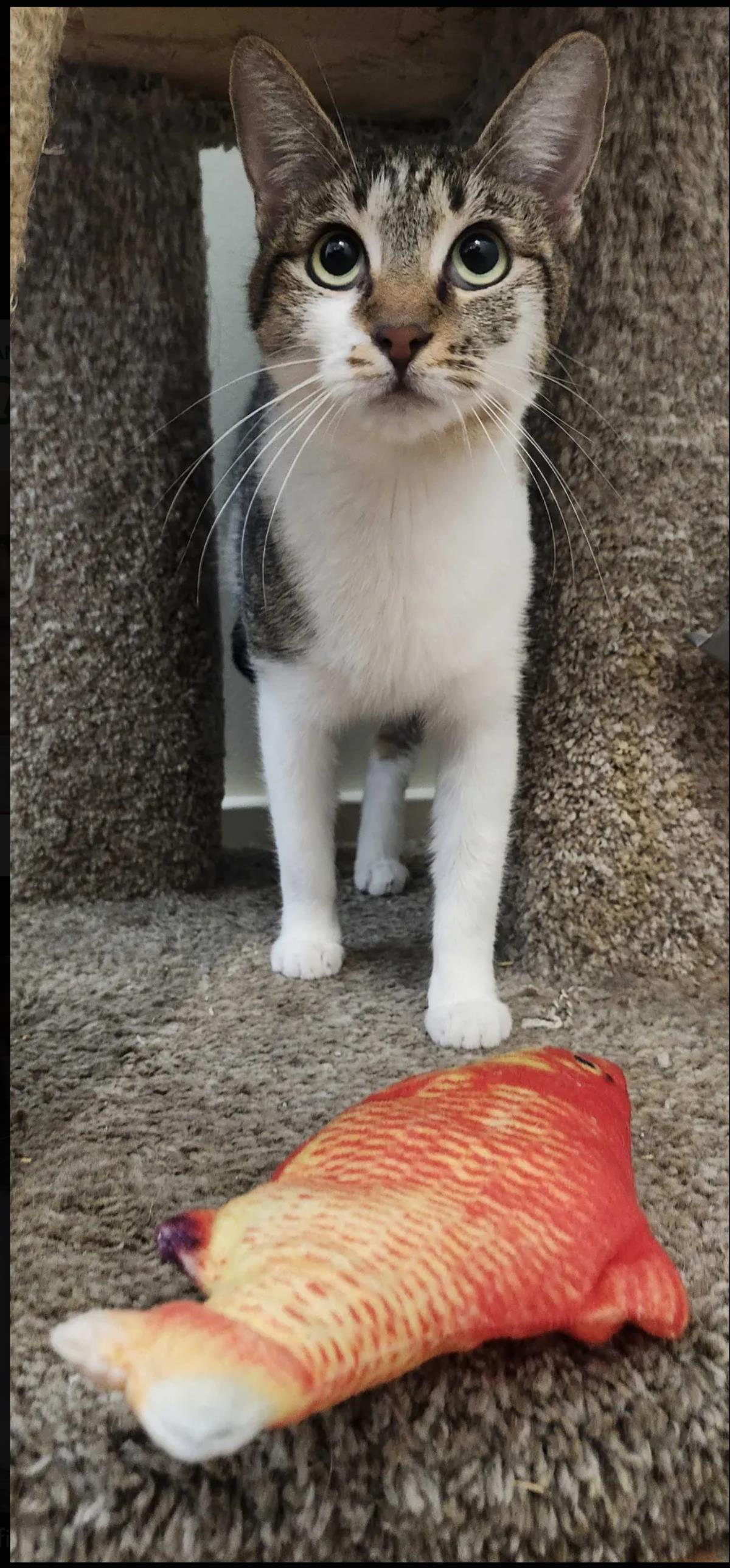 Goldie, Adoptable, Young Female Domestic Short Hair.