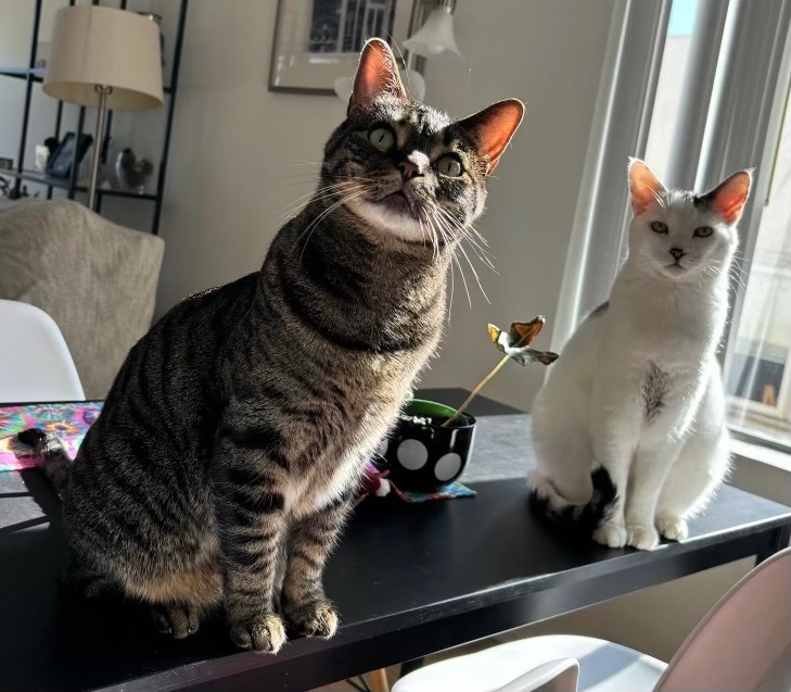 Atlas (bonded to Basil), Adoptable, Adult Male Domestic Short Hair.