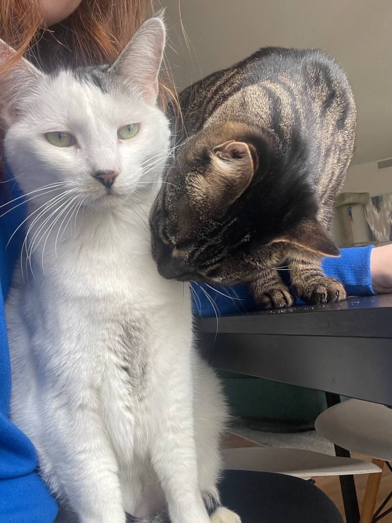 Enlarge Atlas (bonded to Basil), a Adoptable Domestic Short Hair in Los Angeles, CA image 2/15