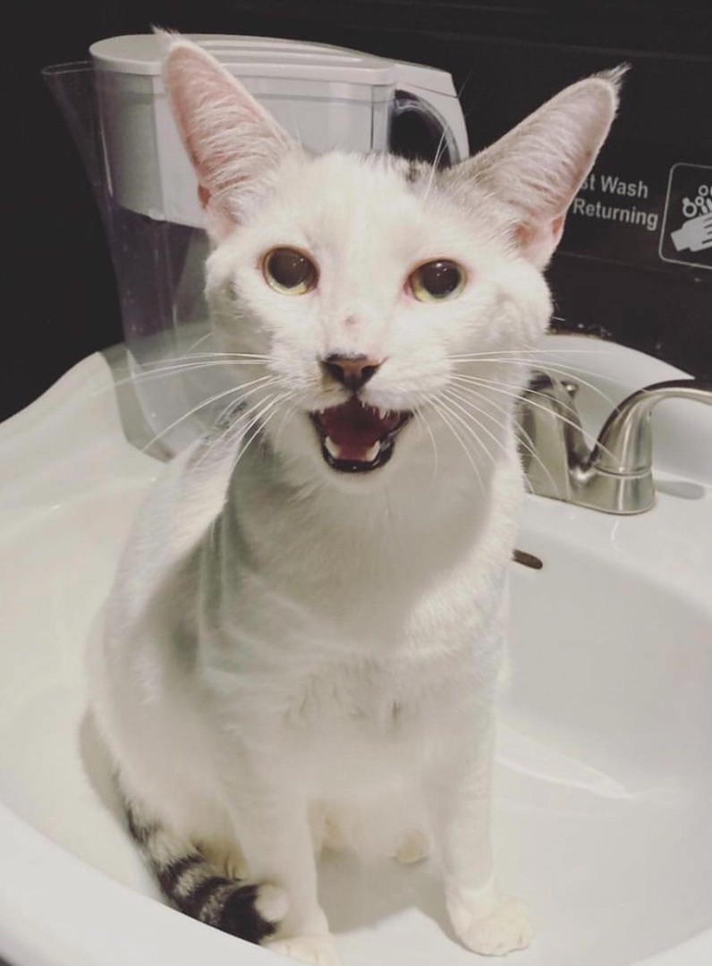 Enlarge Atlas (bonded to Basil), a Adoptable Domestic Short Hair in Los Angeles, CA image 3/15