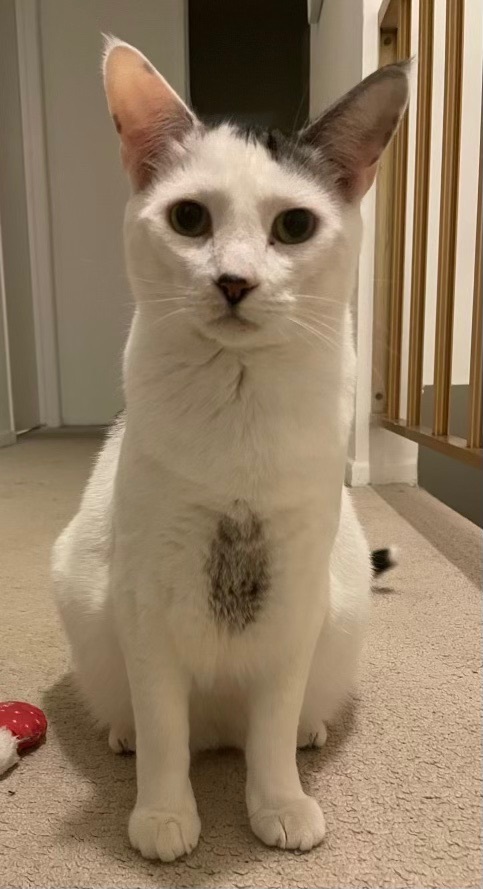 Enlarge Atlas (bonded to Basil), a Adoptable Domestic Short Hair in Los Angeles, CA image 4/15