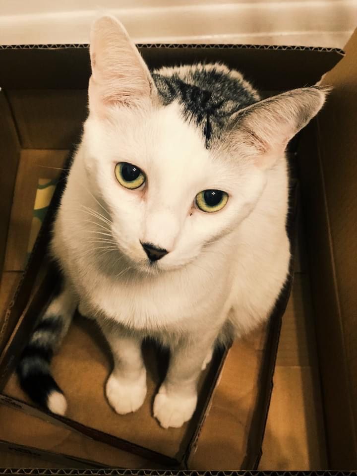 Enlarge Atlas (bonded to Basil), a Adoptable Domestic Short Hair in Los Angeles, CA image 5/15