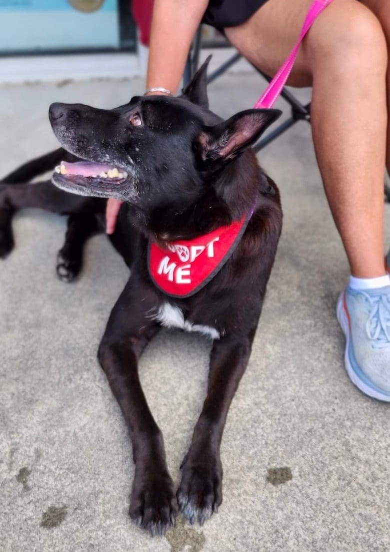 Mia  *** URGENT - Foster or Adopter Needed ASAP for Sweet Senior! ***