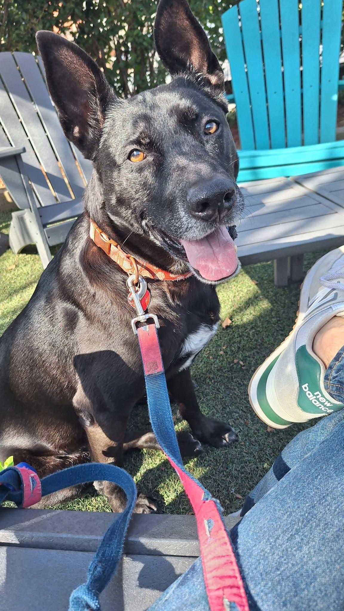 Mia  *** URGENT - Foster or Adopter Needed ASAP for Sweet Senior! ***