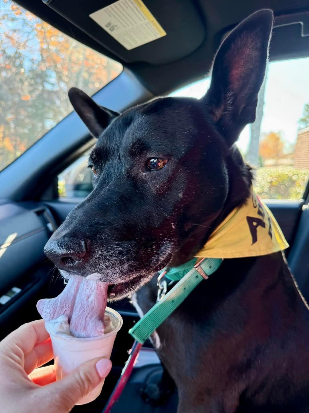 Mia  *** URGENT - Foster or Adopter Needed ASAP for Sweet Senior! ***