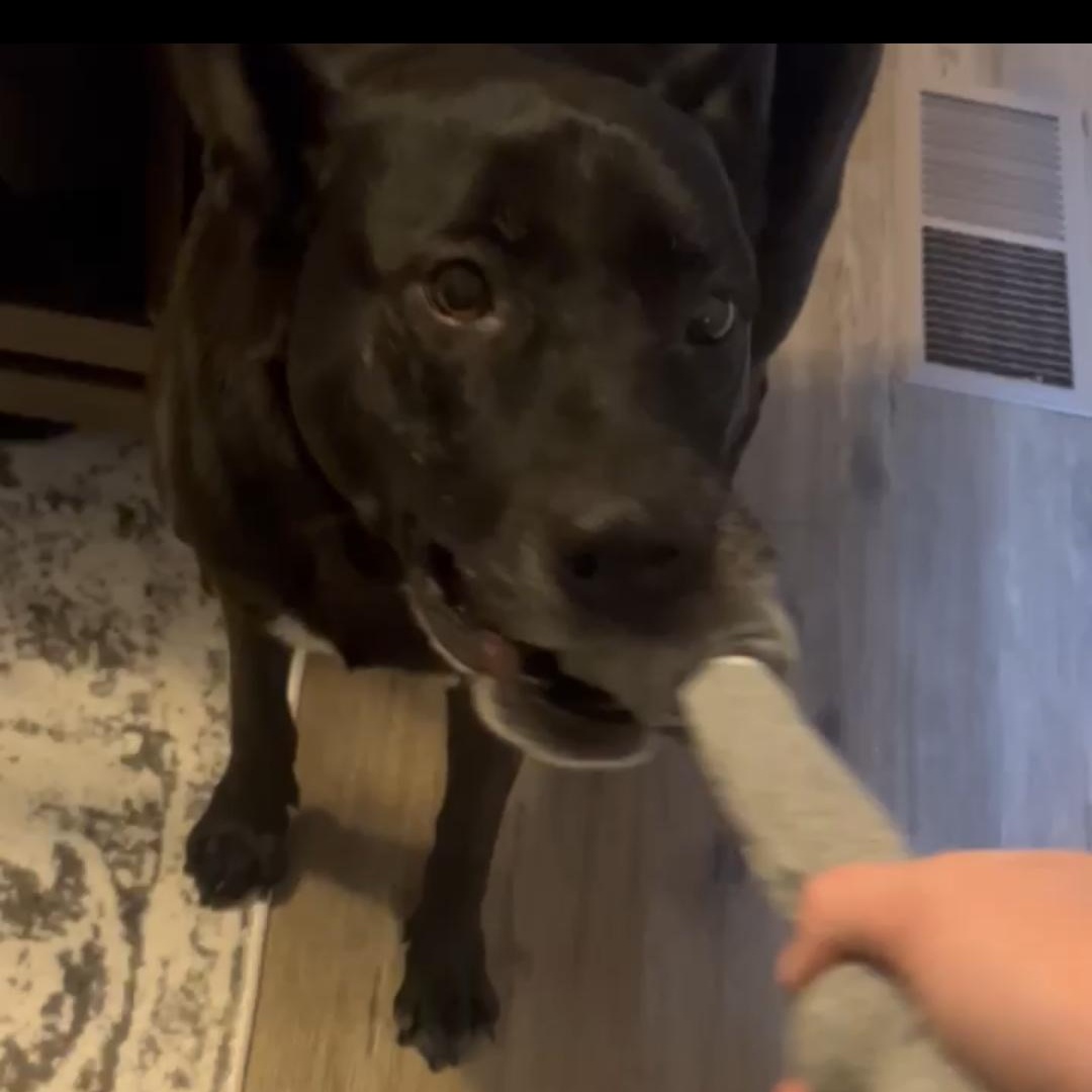 Mia  *** URGENT - Foster or Adopter Needed ASAP for Sweet Senior! ***