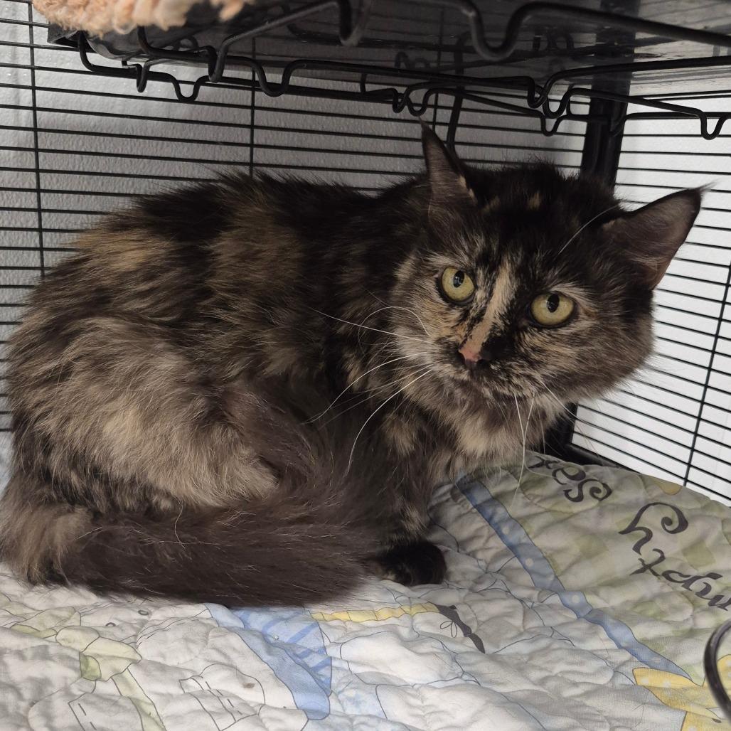 Enlarge Tinkerbell (Bella), a Adoptable Domestic Medium Hair in Kingman, KS image 1/1