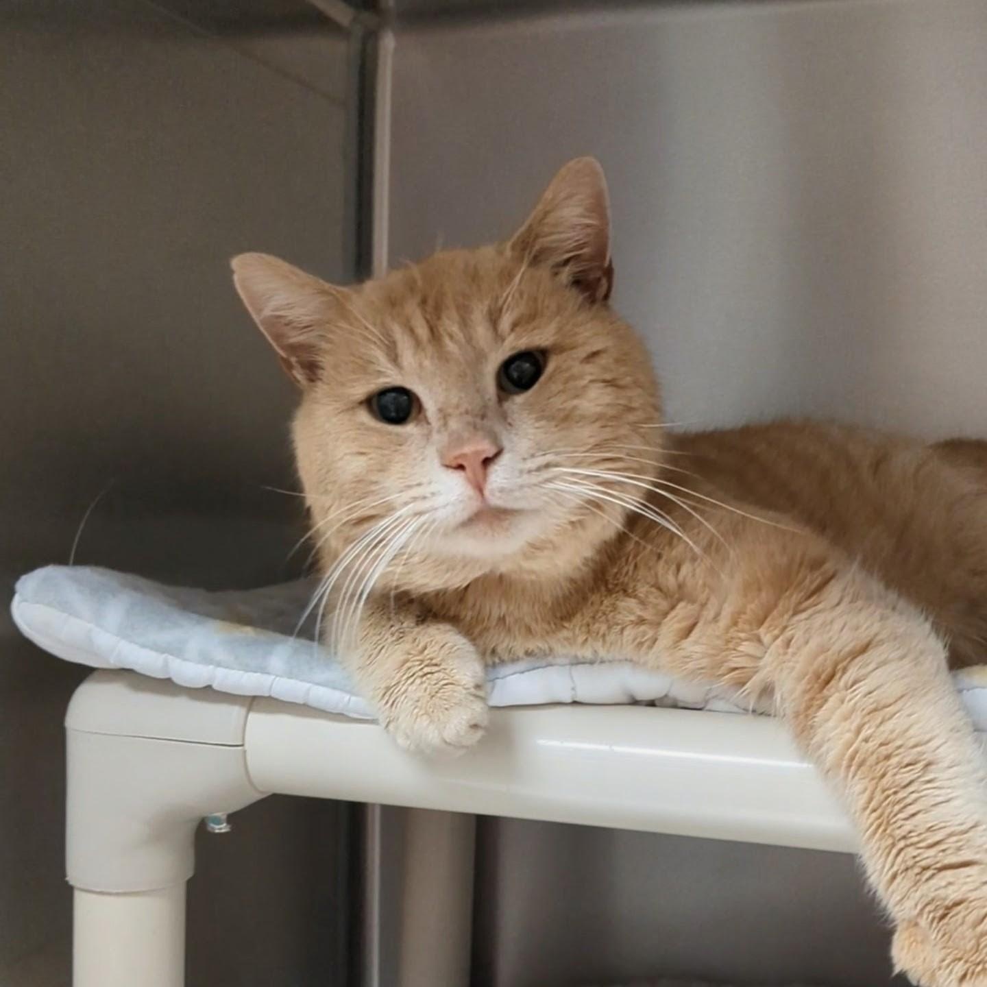 Enlarge Elwood , an adoptable Domestic Short Hair in West Jefferson, OH image 5/6