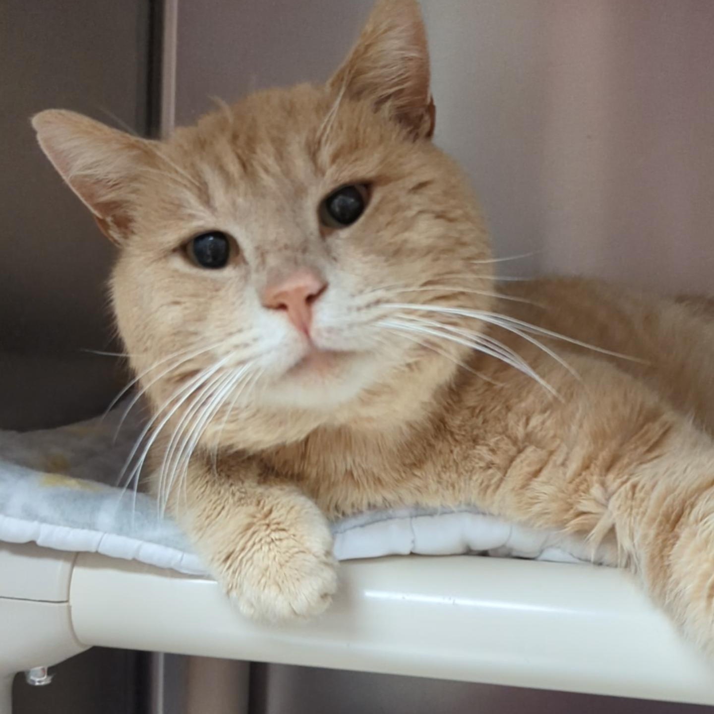 Enlarge Elwood , an adoptable Domestic Short Hair in West Jefferson, OH image 3/6