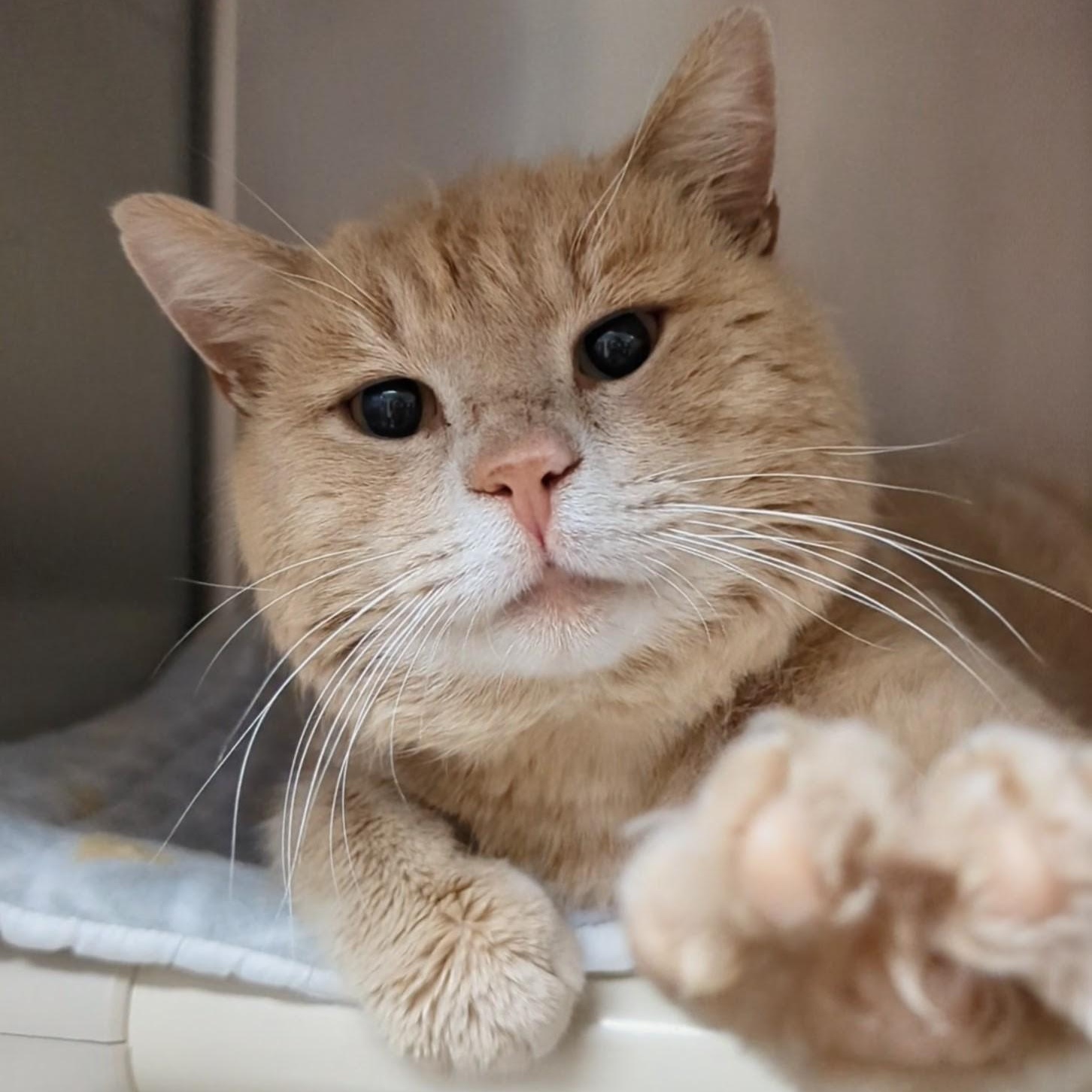 Enlarge Elwood , an adoptable Domestic Short Hair in West Jefferson, OH image 1/6