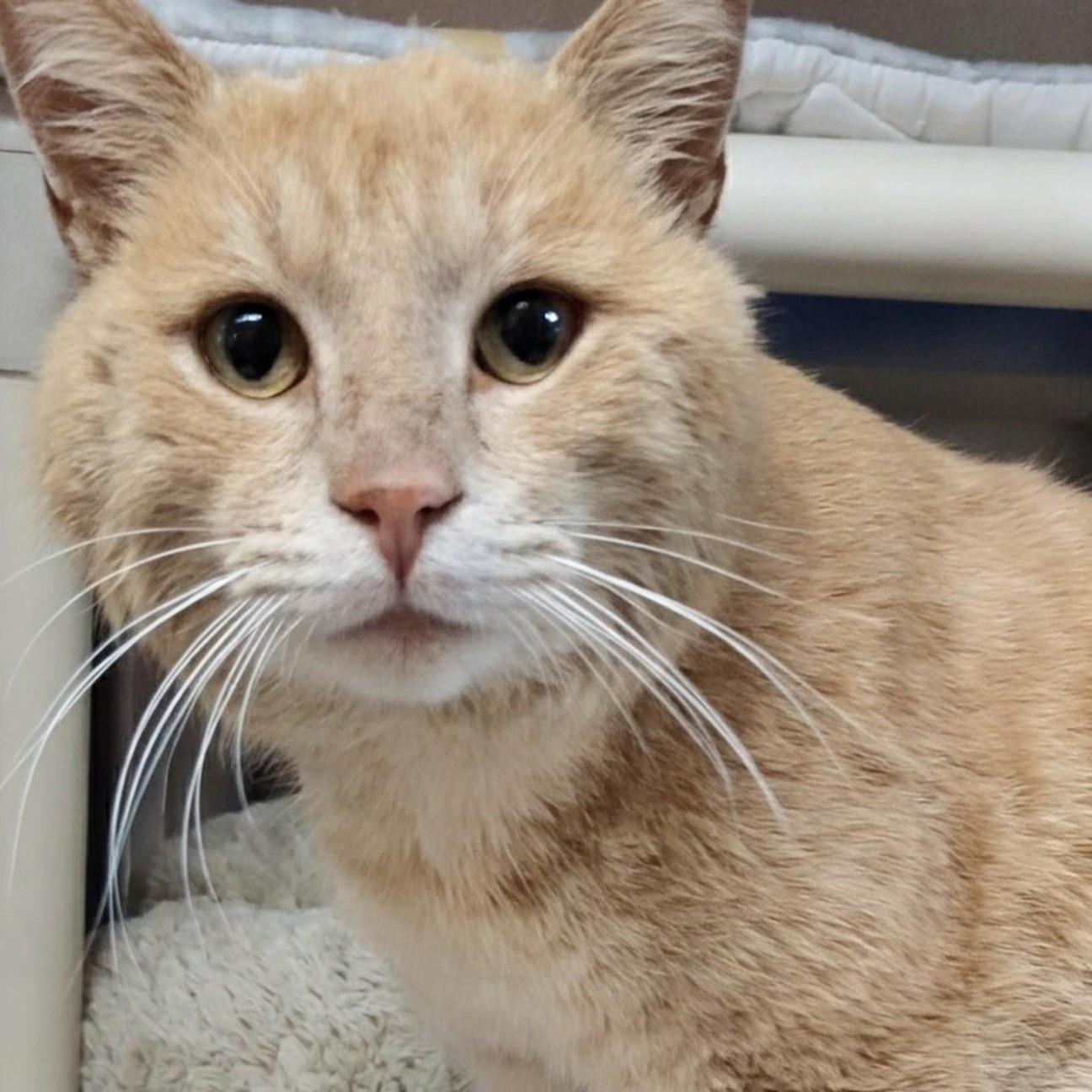 Enlarge Elwood , an adoptable Domestic Short Hair in West Jefferson, OH image 4/6