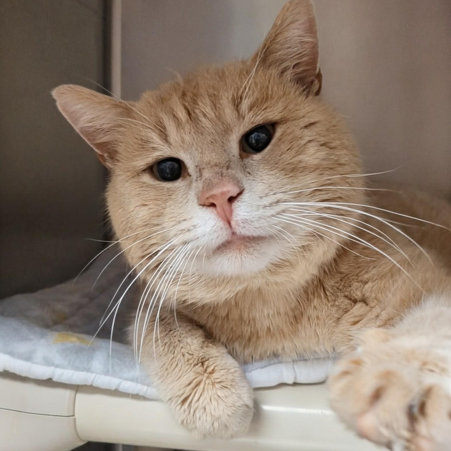 Enlarge Elwood , an adoptable Domestic Short Hair in West Jefferson, OH image 2/6