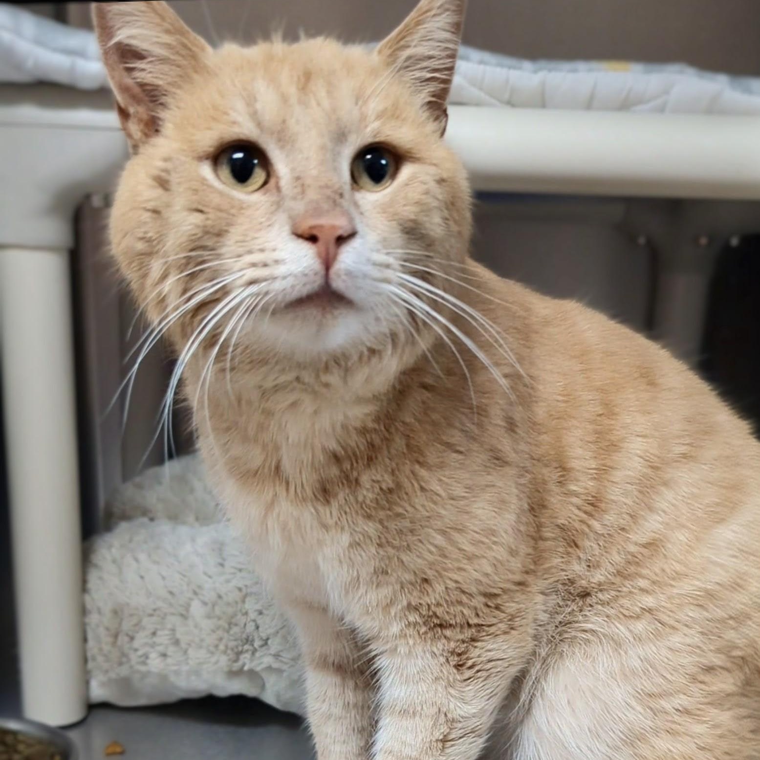 Enlarge Elwood , an adoptable Domestic Short Hair in West Jefferson, OH image 6/6