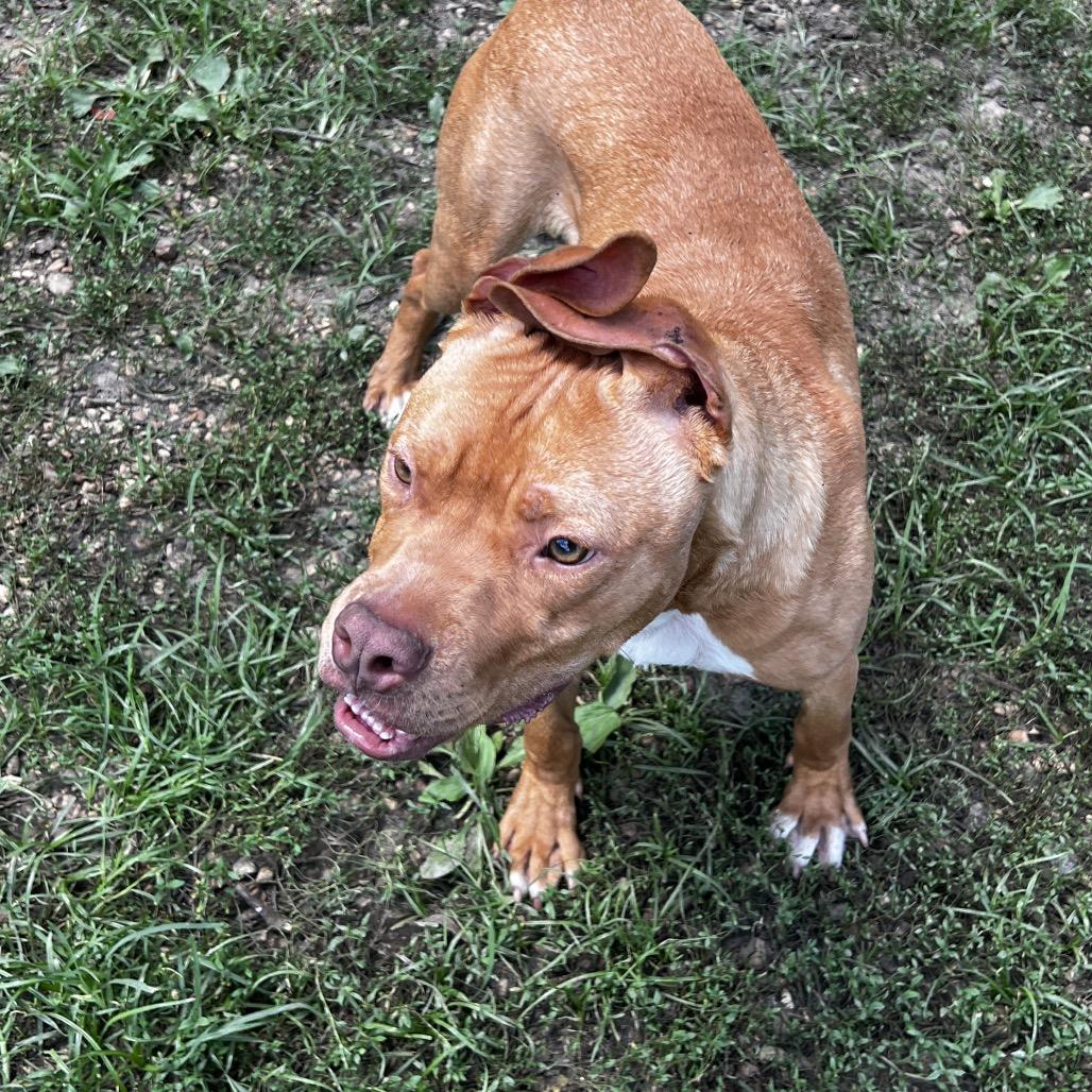 Murdock, Adoptable, Young Male Pit Bull Terrier.