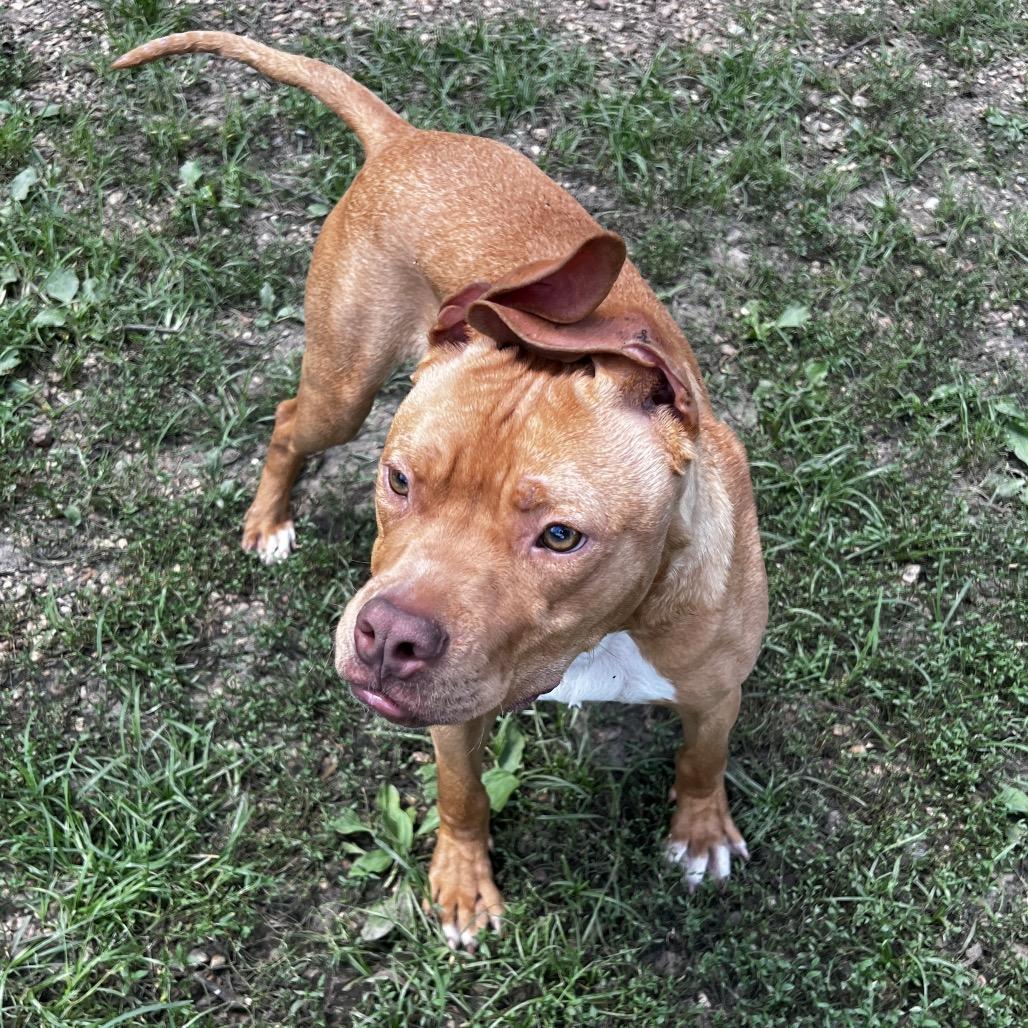 Enlarge Murdock, a Adoptable Pit Bull Terrier in Birmingham, AL image 2/6