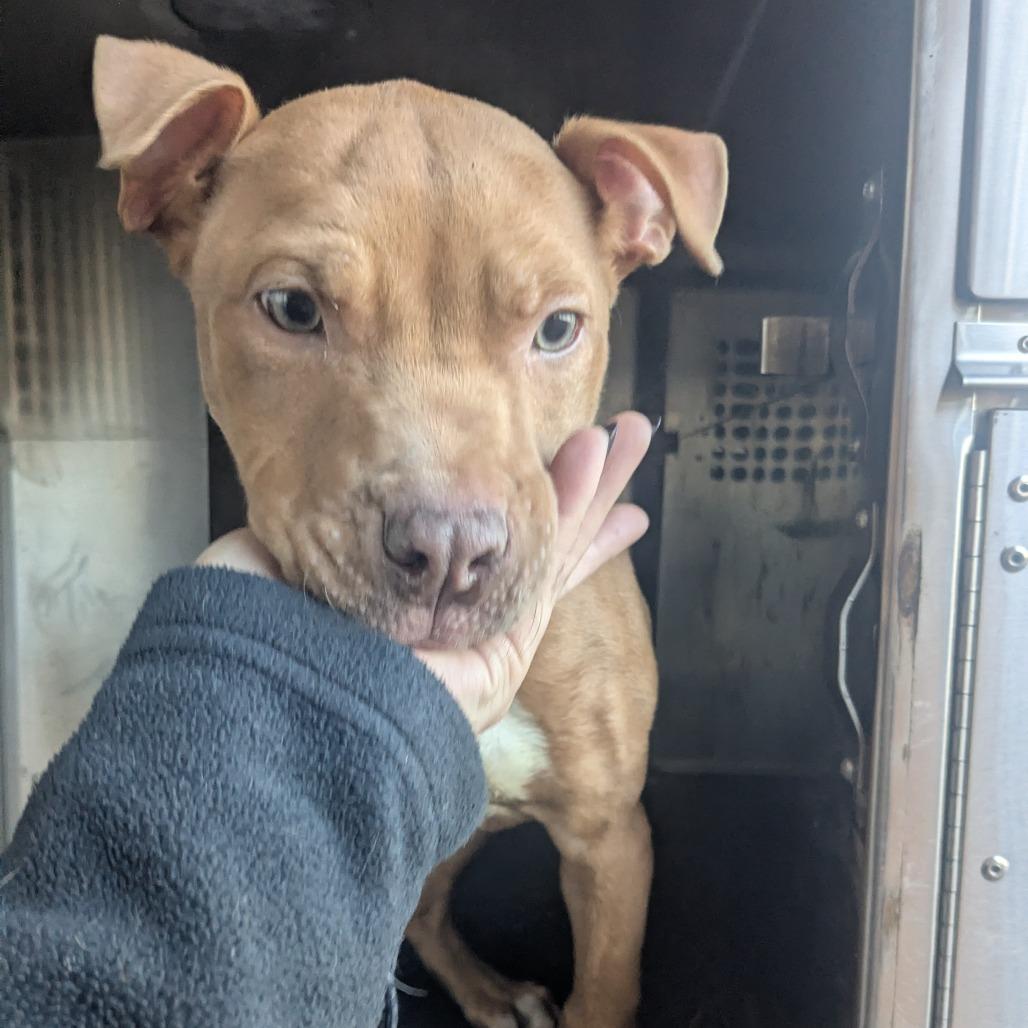 Enlarge Murdock, a Adoptable Pit Bull Terrier in Birmingham, AL image 1/2
