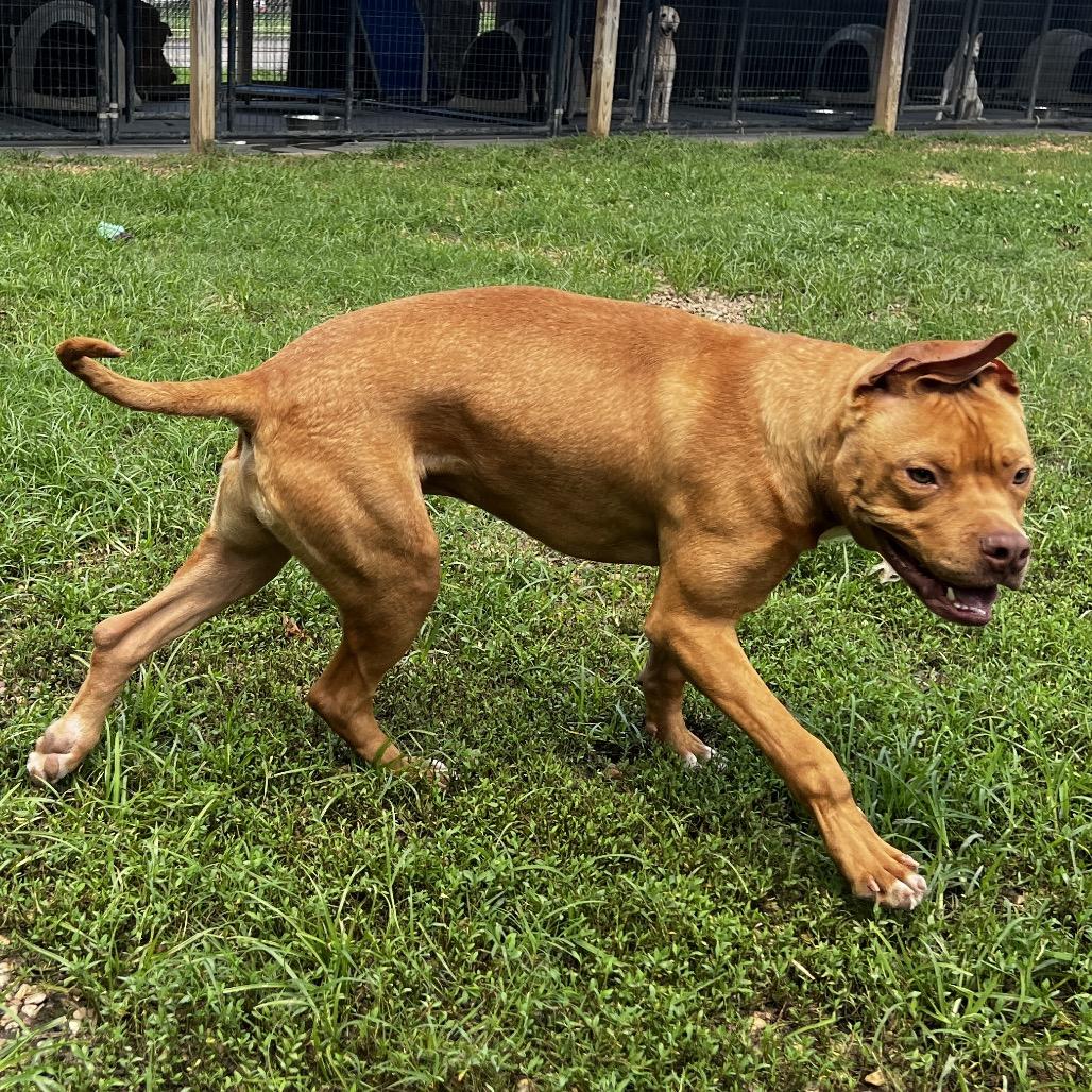 Enlarge Murdock, a Adoptable Pit Bull Terrier in Birmingham, AL image 4/6