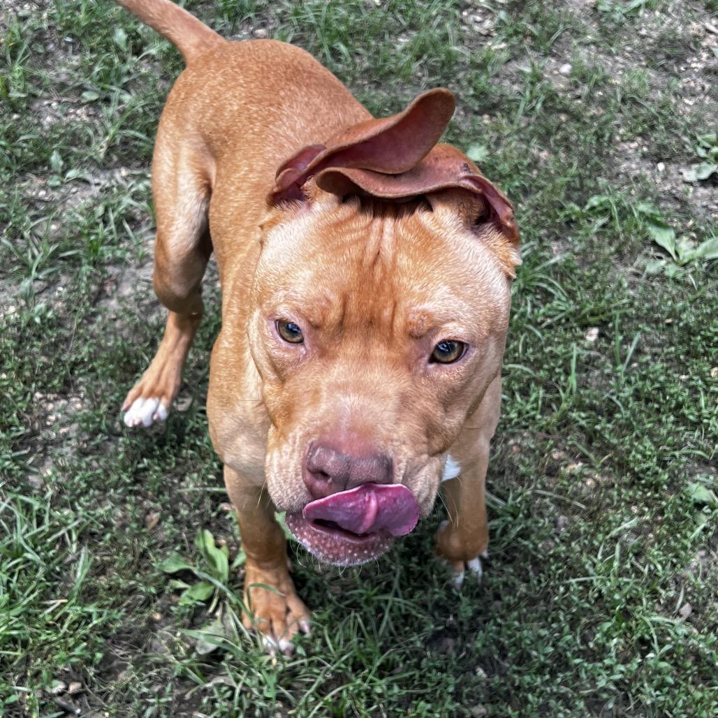Enlarge Murdock, a Adoptable Pit Bull Terrier in Birmingham, AL image 5/6