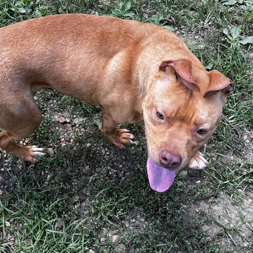 Enlarge Murdock, a Adoptable Pit Bull Terrier in Birmingham, AL image 6/6