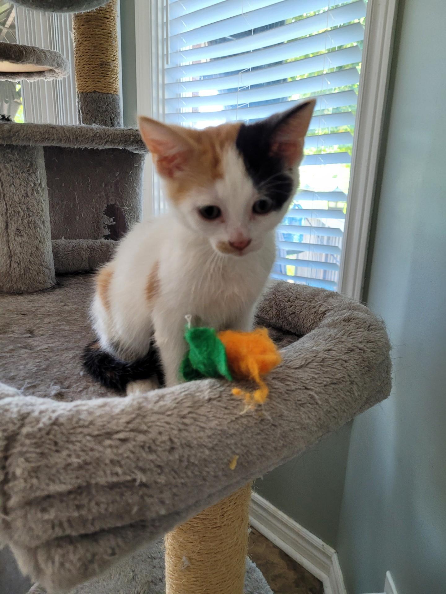 TESSA, a Adoptable Calico in Niagara on the Lake, ON image 1/3