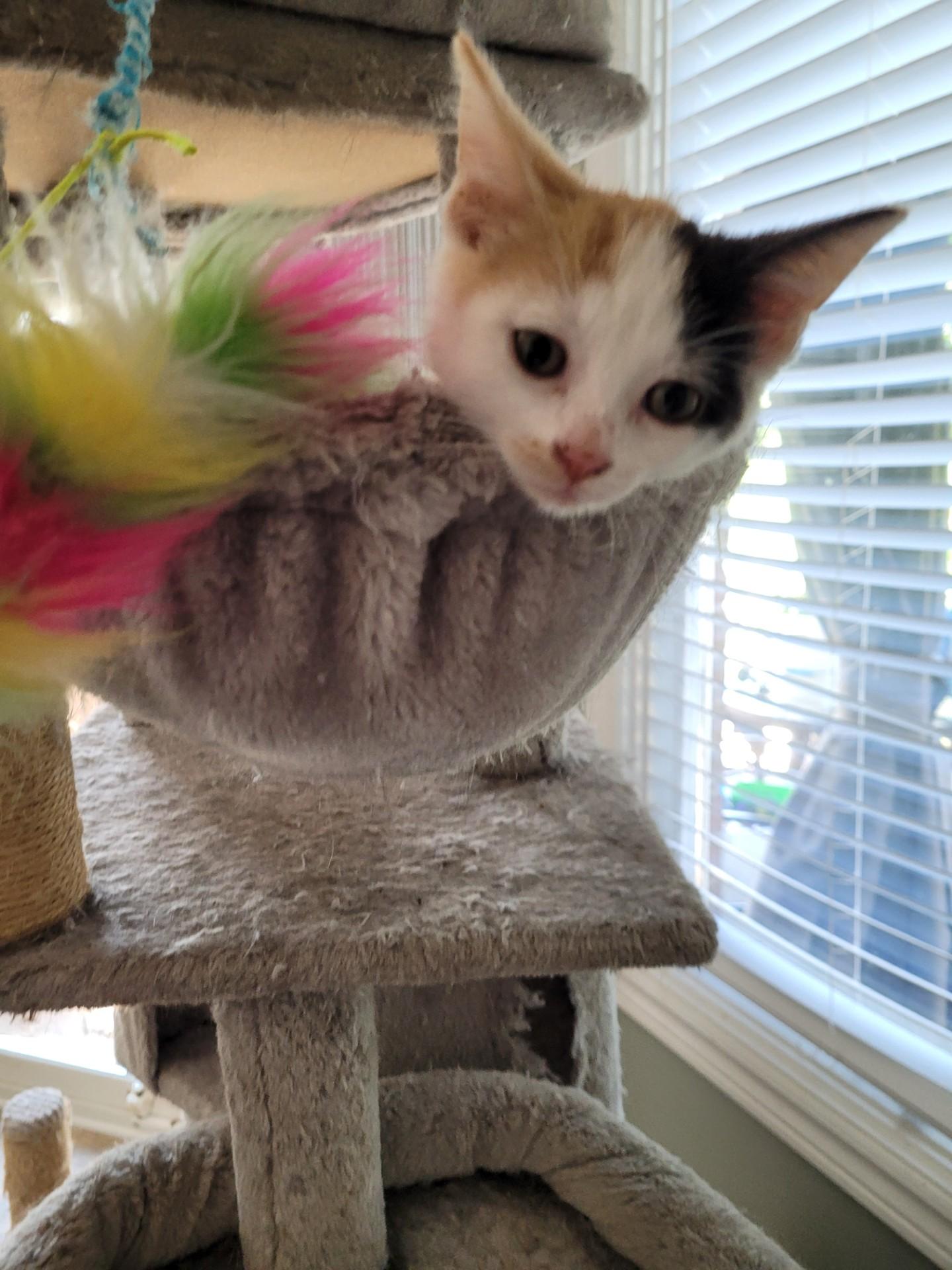 TESSA, a Adoptable Calico in Niagara on the Lake, ON image 2/3