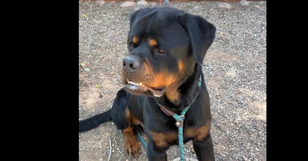 Avery, Adoptable, Adult Male Rottweiler.