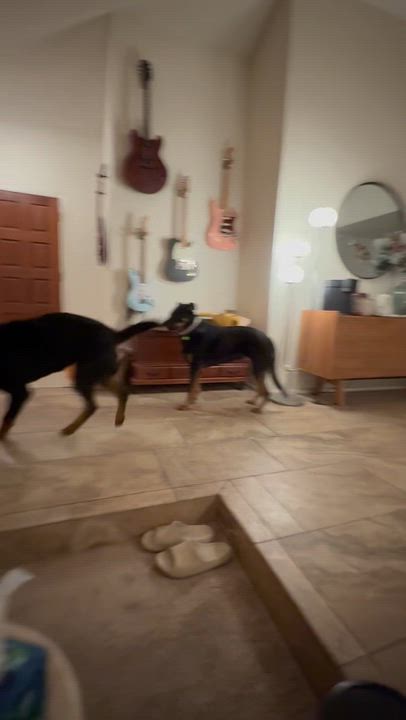 Enlarge Avery, a Adoptable Rottweiler in Gilbert, AZ video 2/2