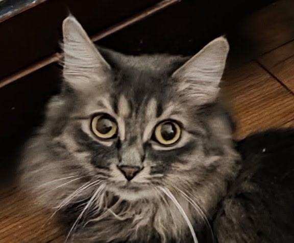 Jasmine, Adoptable, Adult Female Maine Coon & Tabby.