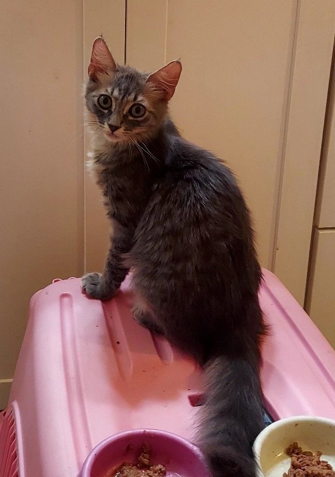 Jasmine, a Adoptable mixed breed in Pasadena, CA image 2/2