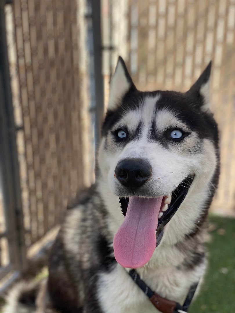 Enlarge Tuff, an adoptable Siberian Husky in Scottsdale, AZ image 3/6
