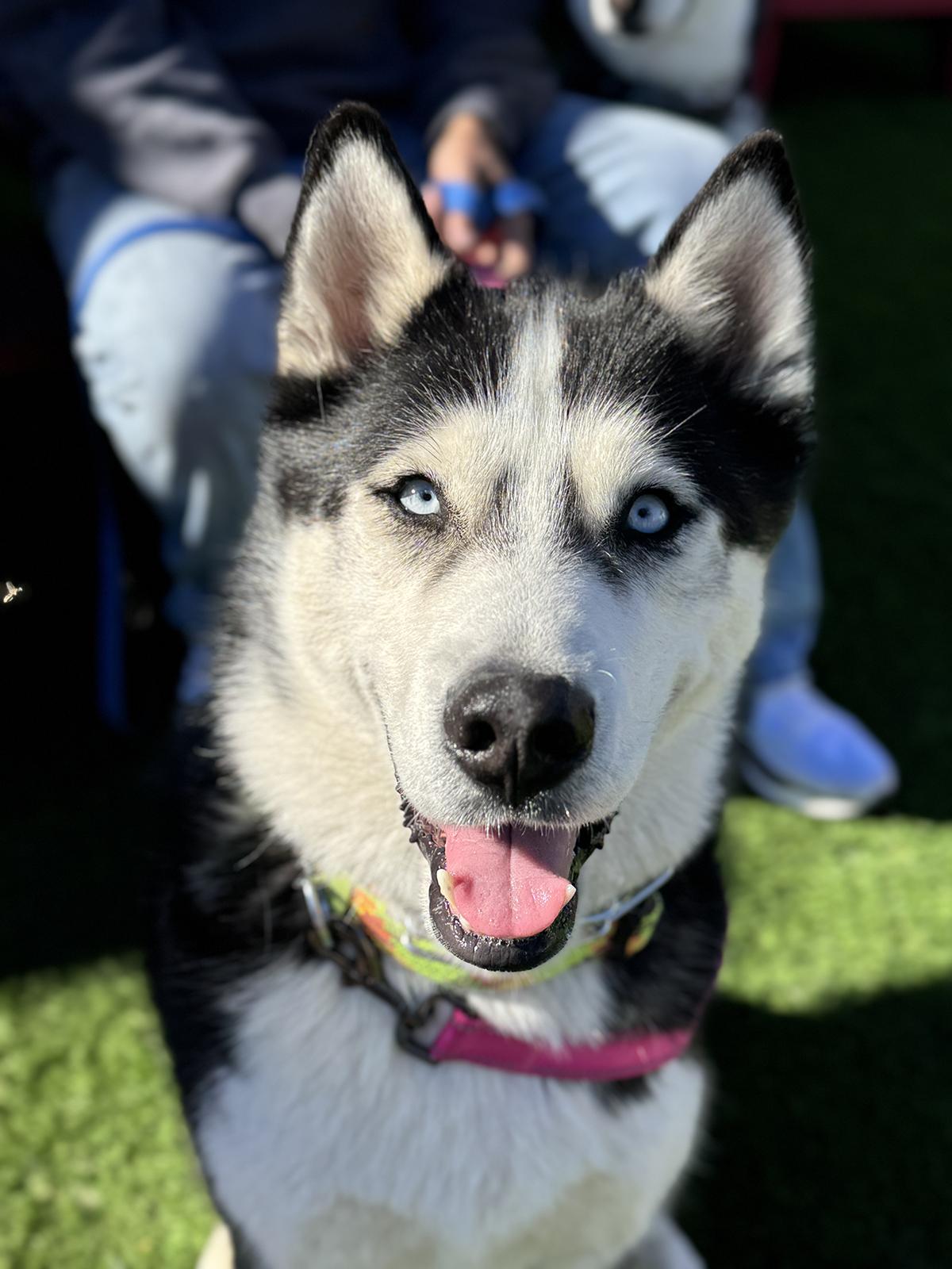 Tuff, adoptable, Young Male Siberian Husky.