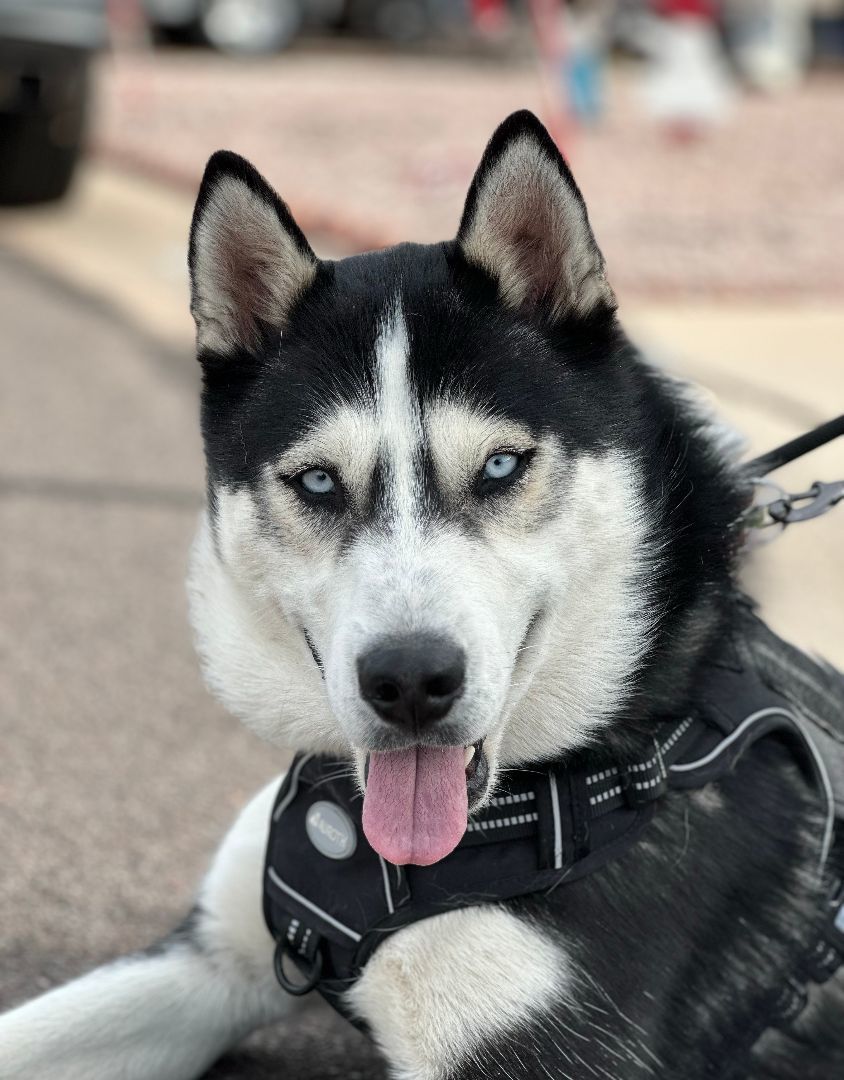 Enlarge Tuff, an adoptable Siberian Husky in Scottsdale, AZ image 4/6