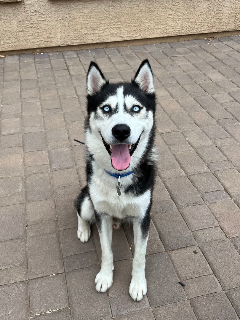 Enlarge Tuff, an adoptable Siberian Husky in Scottsdale, AZ image 5/6